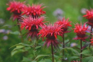 Mga gamot na pang-gamot at contraindications monarda