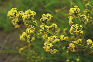 Mga gamot na gamot at contraindications ng bedstraw