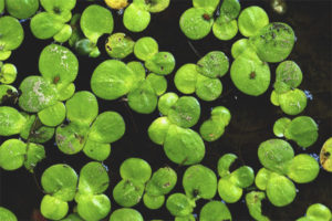 Mga gamot na gamot at contraindications ng duckweed