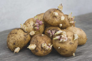 Mga gamot na gamot at contraindications ng mga patatas na sprout