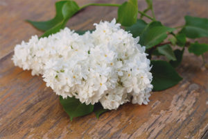 Mga gamot na gamot at contraindications ng lilac
