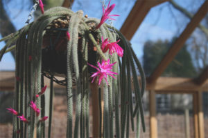 Lumalagong at nagmamalasakit sa aporocactus