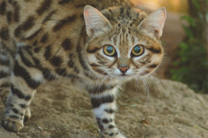 African itim na paa na pusa