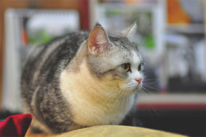 Amerikano shorthair cat