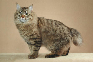 Amerikano bobtail