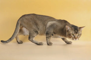 Tabby ng Asyano