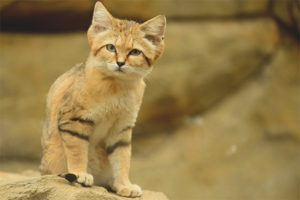 Buhangin pusa