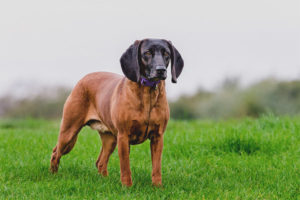 Bavarian bundok hound