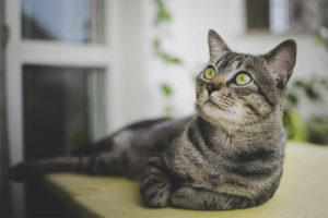 Pusa ng shorthair ng Brazil