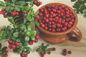 Pagpapasuso sa Lingonberry