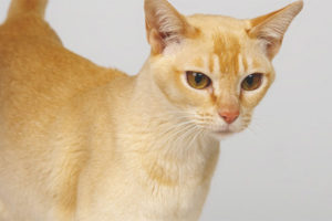 Ceylon pusa