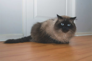 Himalayan pusa