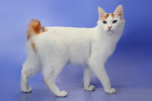 Hapones na bobtail