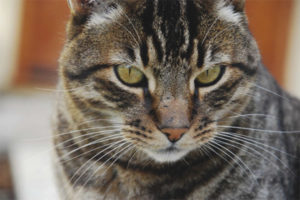 California na nagniningning na pusa