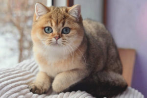 Pusa ng Chinchilla