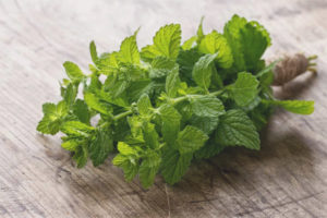 Mint para sa pagpapasuso