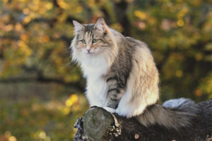 Norwegian na Cat Cat