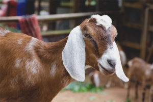 Nubian breed ng kambing