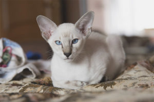 Oriental pusa