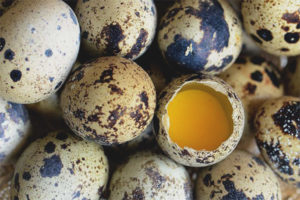 Ang mga benepisyo at pinsala sa mga itlog ng pugo