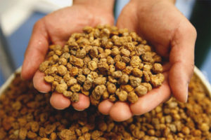 Ang mga pakinabang at pinsala ng mga chuf peanuts