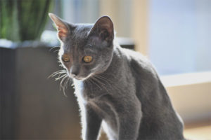Cat lahi korat