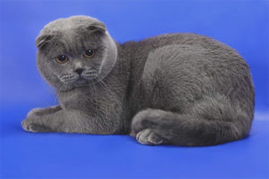 Cat pusa na Scottish