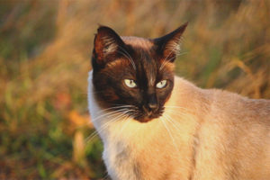 Pusa ng Siamese