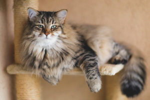 Siberian pusa