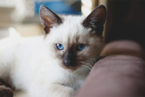 Pusa ng Thai