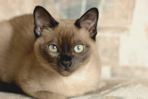 Tonkin pusa