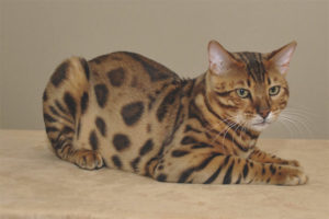 Ussuri pusa