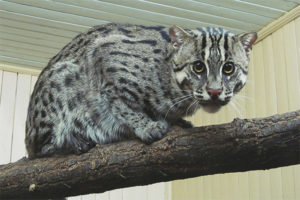 Civel cat mangingisda