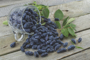 Honeysuckle sa panahon ng pagbubuntis