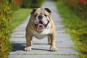 Ingles na bulldog