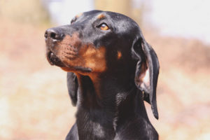 Hound Austrian