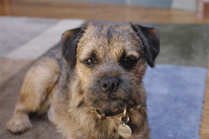 Terrier ng Border