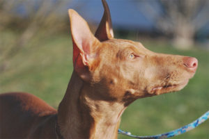 Si Hound Hound