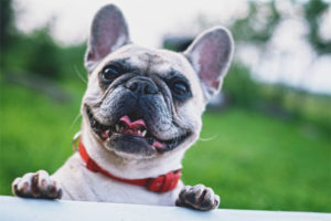 Pransya bulldog