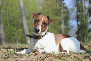Makinis na Fox Terrier