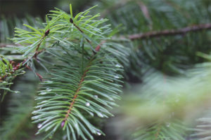 Mga karayom ​​ng Pine