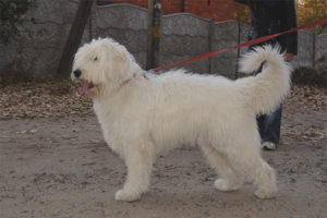 Timog Russian Shepherd Dog