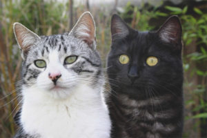 Paano makilala ang isang pusa sa isang pusa