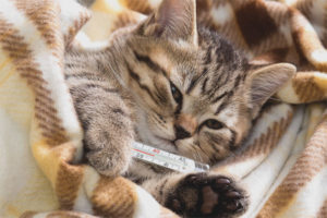 Paano maintindihan na ang isang pusa ay may lagnat