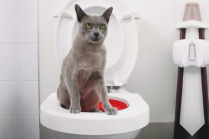 Paano sanayin ang isang pusa sa banyo