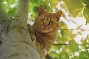 Paano alisin ang isang pusa sa isang puno