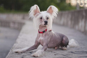 Aso na Crested Dog