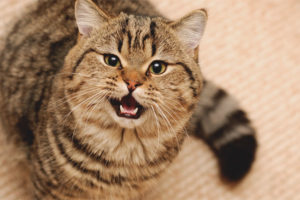 Naging agresibo si Cat