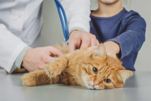 Posible bang i-sterilize ang isang pusa sa panahon ng estrus?