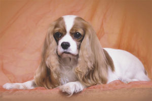 Nagawa ng dog cavalier king spaniel